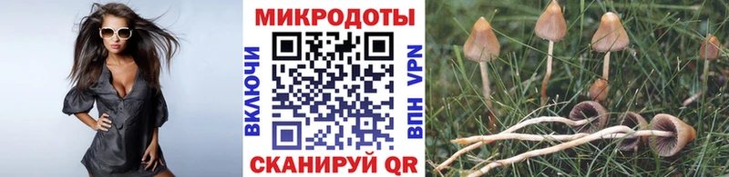 Псилоцибиновые грибы Cubensis  блэк спрут как войти  Судак 